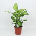 Dieffenbachia 'Ivory Green'