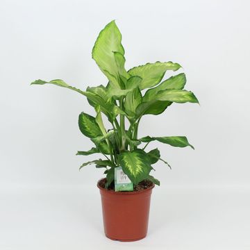 Dieffenbachia 'Ivory Green'