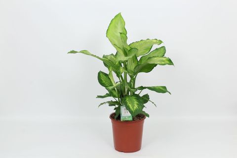 Dieffenbachia 'Ivory Green'