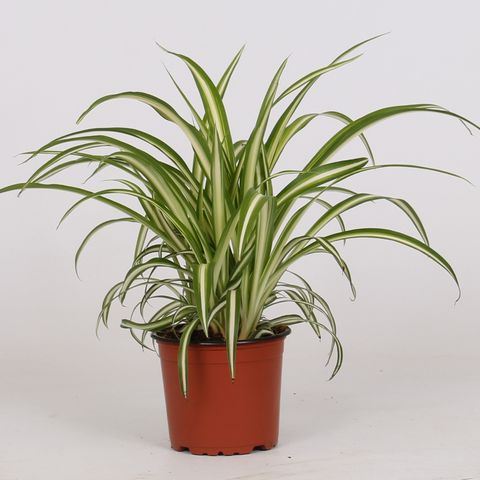 Chlorophytum Comosum 'variegatum' — Plant Wholesale Floraccess