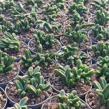 Crassula pyramidalis