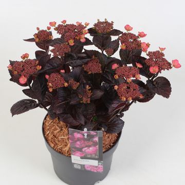 Hydrangea serrata DAREDEVIL