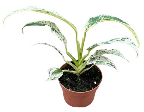 Rhaphidophora tetrasperma 'Variegata'