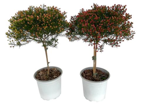 Chamelaucium uncinatum