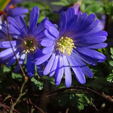 Anemone blanda 'Blue Shades'