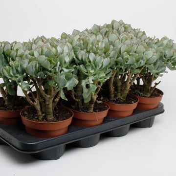 Crassula arborescens undilatifolia