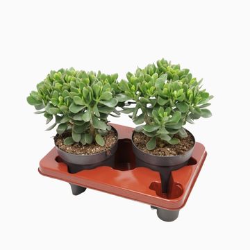 Crassula ovata 'Minova Magic'