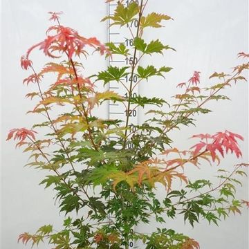 Acer NORTH WIND