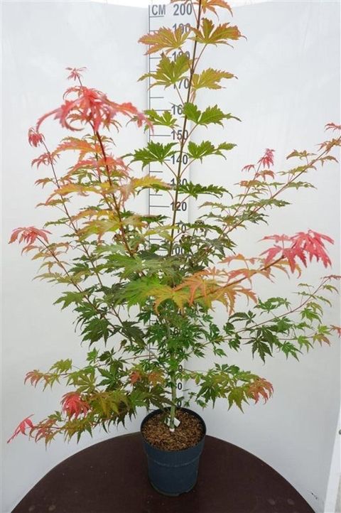 Acer NORTH WIND