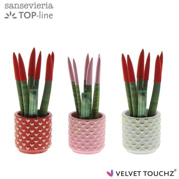 Sansevieria cylindrica VELVET TOUCHZ MIX