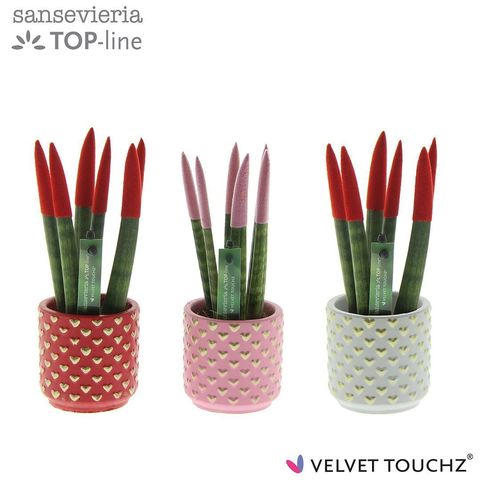 Sansevieria cylindrica VELVET TOUCHZ MIX