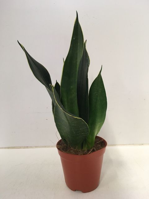 Sansevieria 'Dark Diamond'  Plant Wholesale FlorAccess