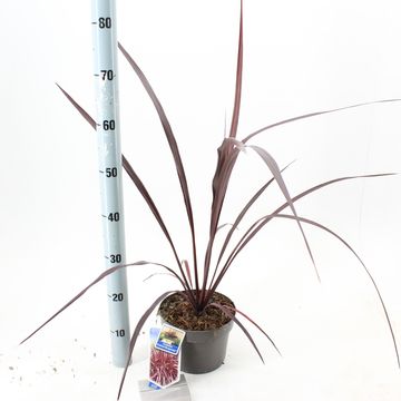 Cordyline FESTIVAL BURGUNDY