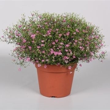 Gypsophila muralis 'Gypsy'