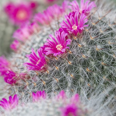 Mammillaria hahniana