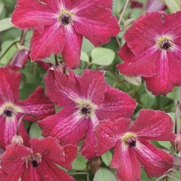 Clematis 'Rubra' (Vt)