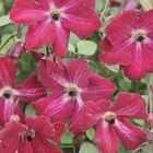 Clematis 'Rubra' (Vt)