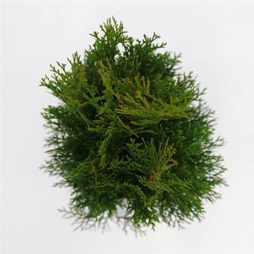 Thuja occidentalis 'Smaragd'