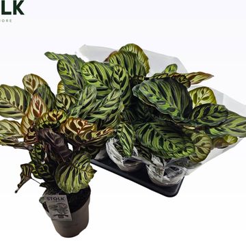 Calathea makoyana