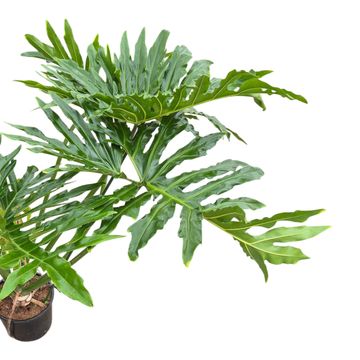 Philodendron selloum