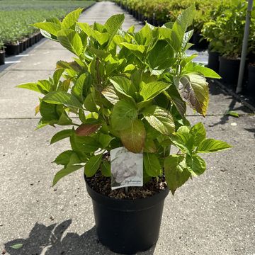 Hydrangea macrophylla 'Madame Emile Mouillère'