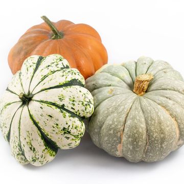 Cucurbita MIX