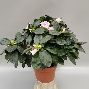 Rhododendron 'Ilona'