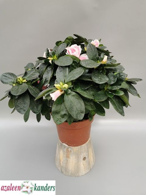 Rhododendron 'Ilona'