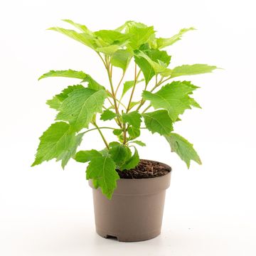 Hydrangea quercifolia