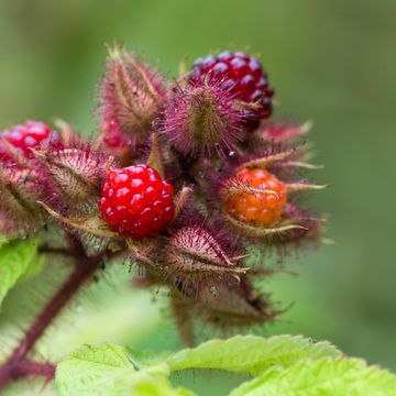 Rubus phoenicolasius