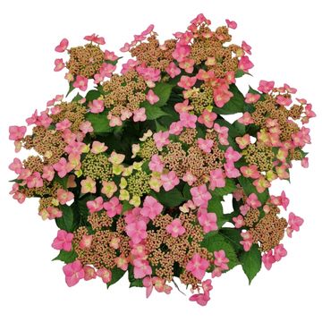 Hydrangea MILLION STARS SIRIUS PINK