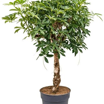 Schefflera arboricola 'Компакта'