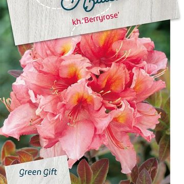 Rhododendron 'Berryrose' (AK)