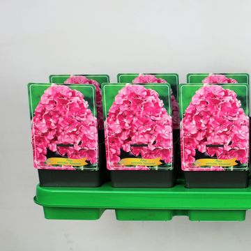 Phlox 'Rijnstroom'