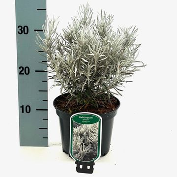 Helichrysum apiculatum 'Korma'