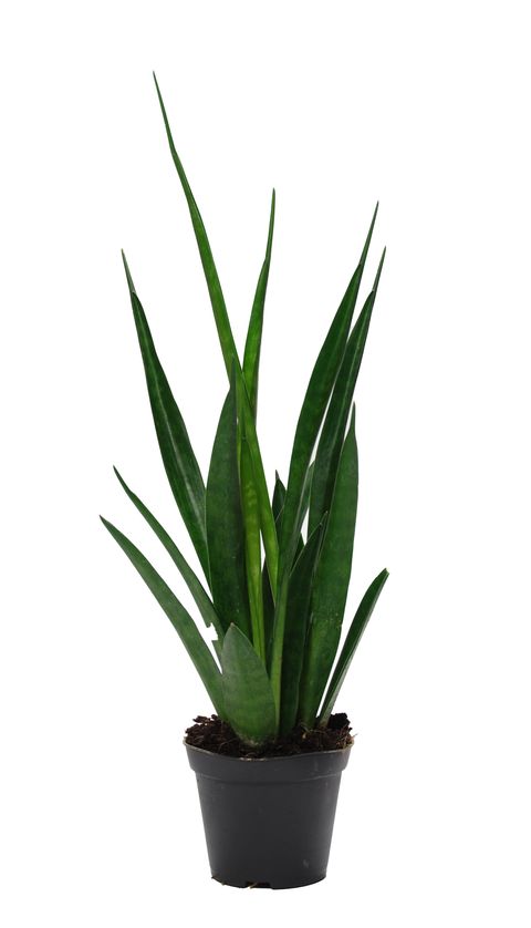 Sansevieria kirkii FRIENDS  Pflanzengrohandel FlorAccess