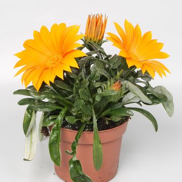 Gazania rigens GIANT DEEP ORANGE