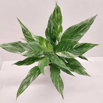 Spathiphyllum DIAMOND