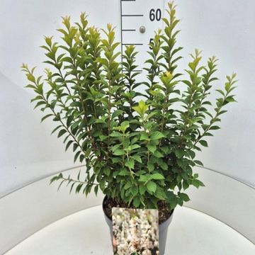 Prunus tomentosa