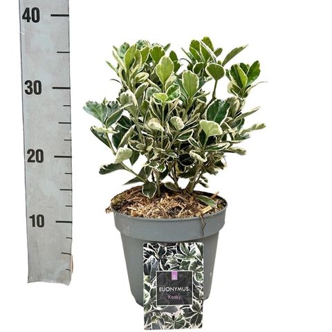 Euonymus japonicus 'Kathy'