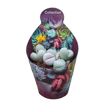 Argyroderma delaetii