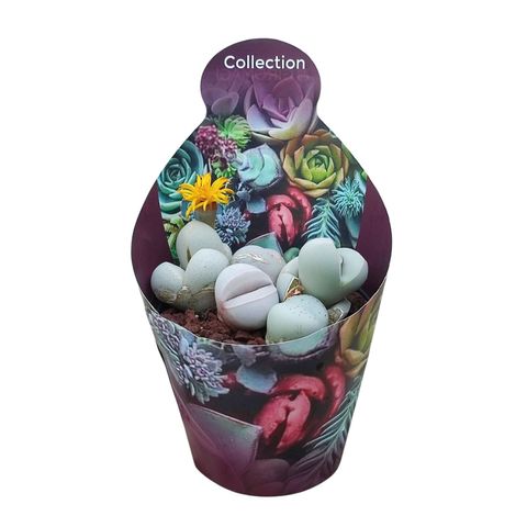 Argyroderma delaetii