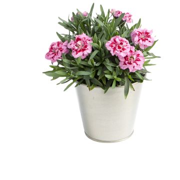Dianthus OSCAR PINK AND PURPLE