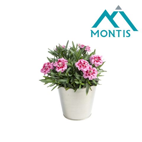 Диантус OSCAR PINK AND PURPLE