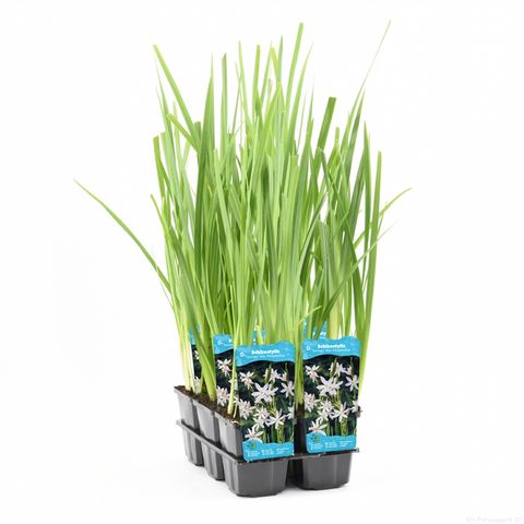 Schizostylis coccinea 'Alba'