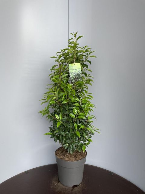 Prunus lusitanica 'Angustifolia'