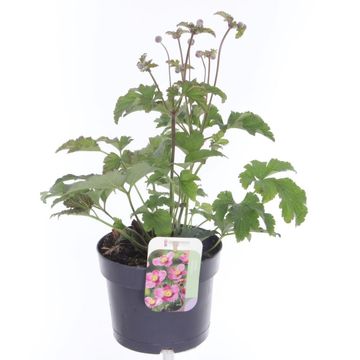 Anemone hupehensis PRINCESS PINK