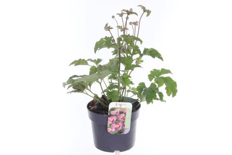 Anemone hupehensis PRINCESS PINK