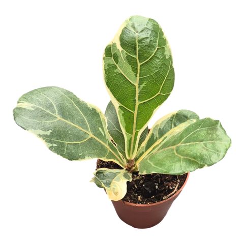 Ficus lyrata 'Variegata'