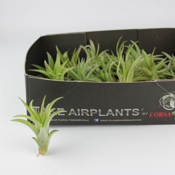 Tillandsia multiflora